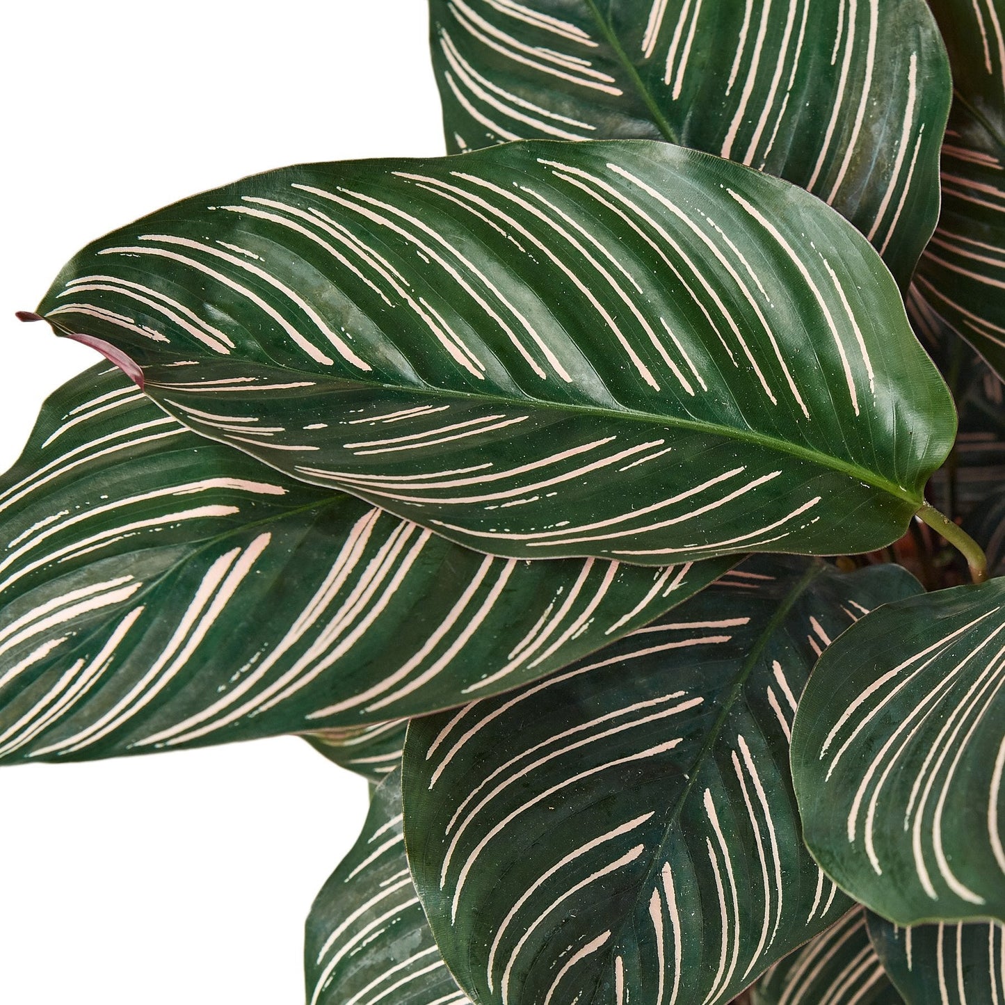Calathea 'Ornata' 