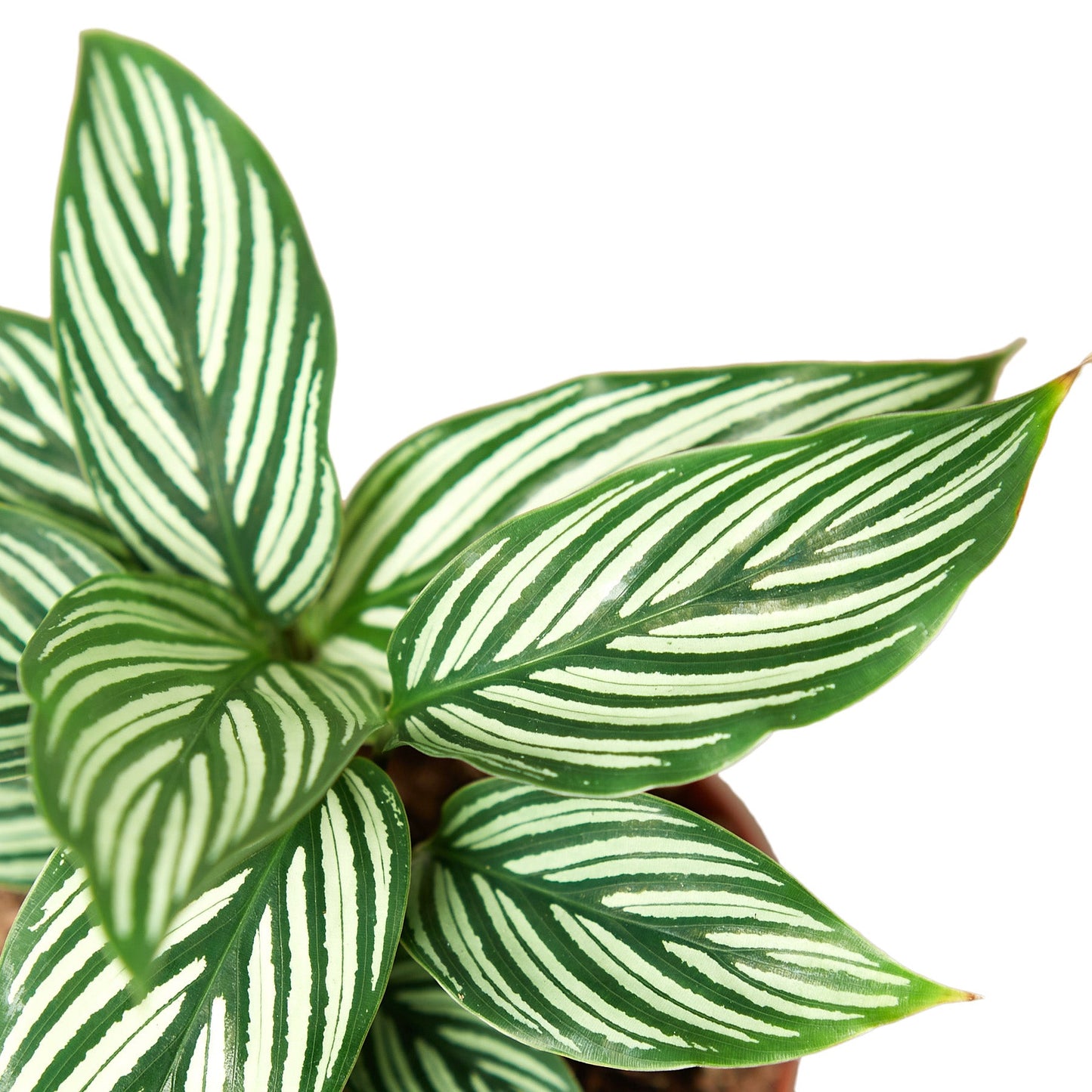 Calathea ‘Vittata’ – Exotic Patterned Foliage Indoor Plant