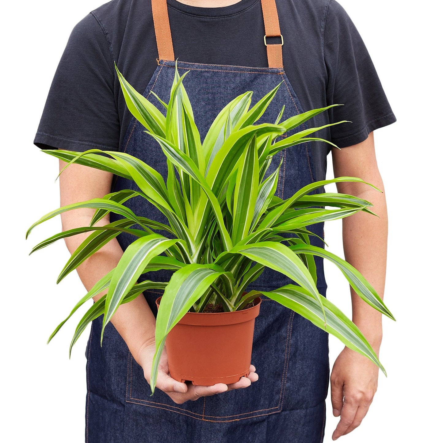 Dracaena Deremensis 'Sorpresa de limón' 