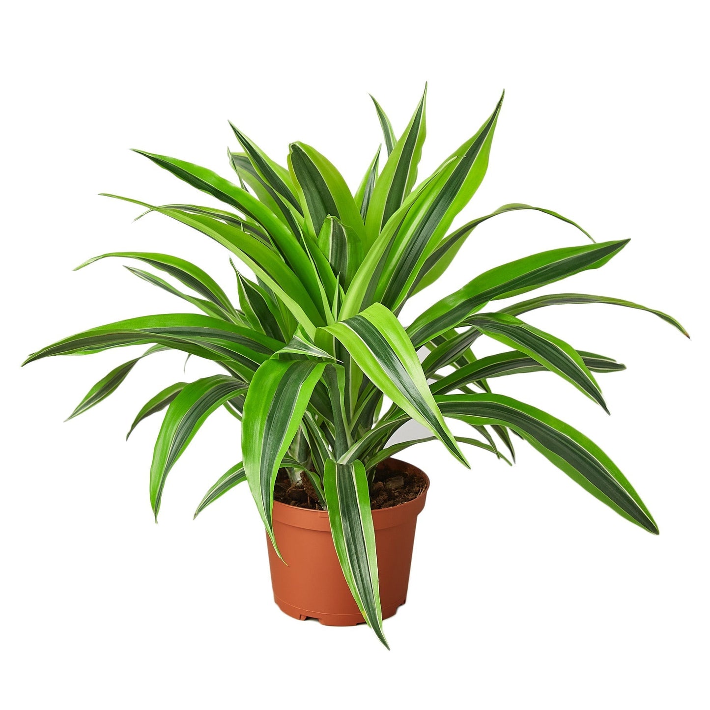 Dracaena Deremensis 'Lemon Surprise' - Maceta de 6" 