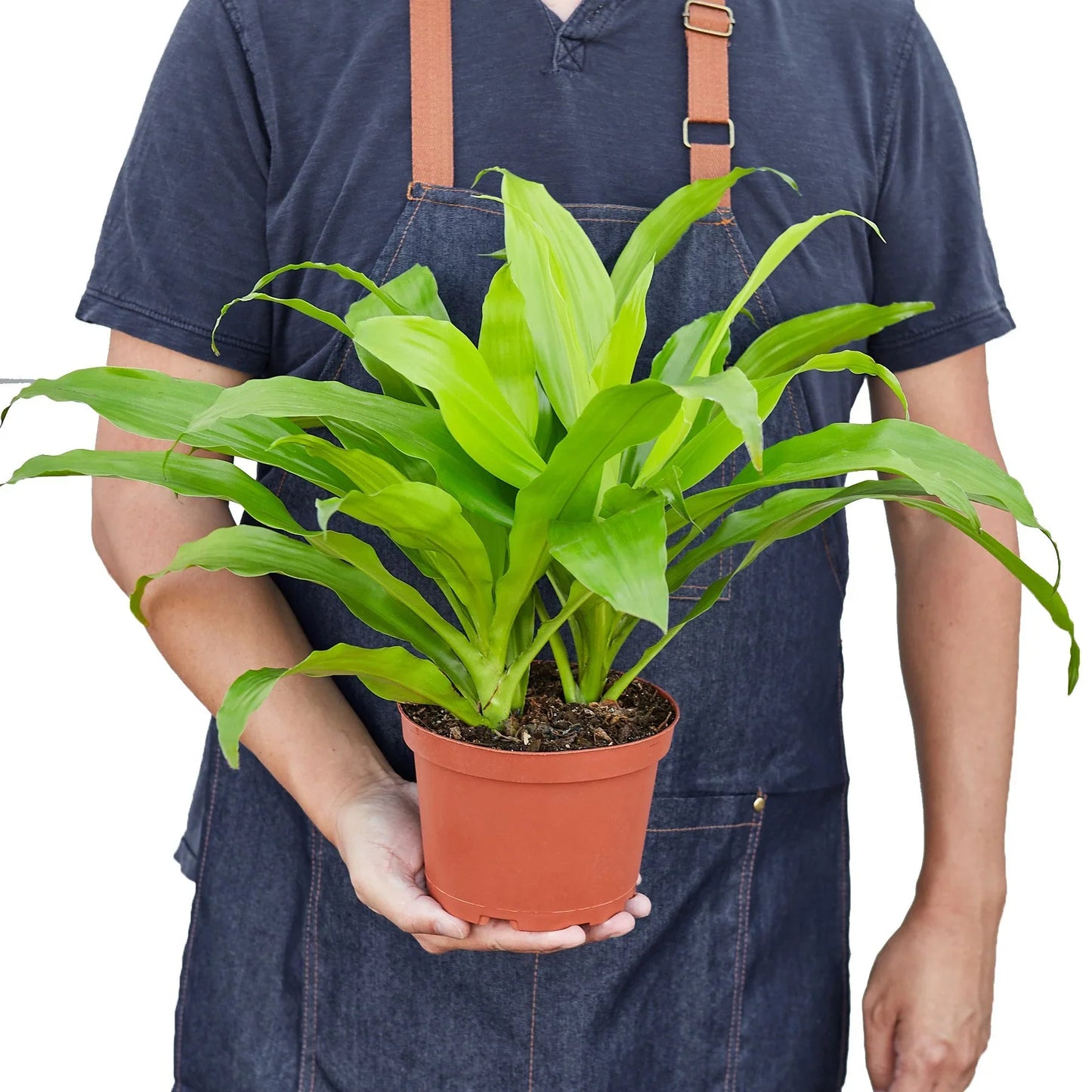 Dracaena 'Lima clara'