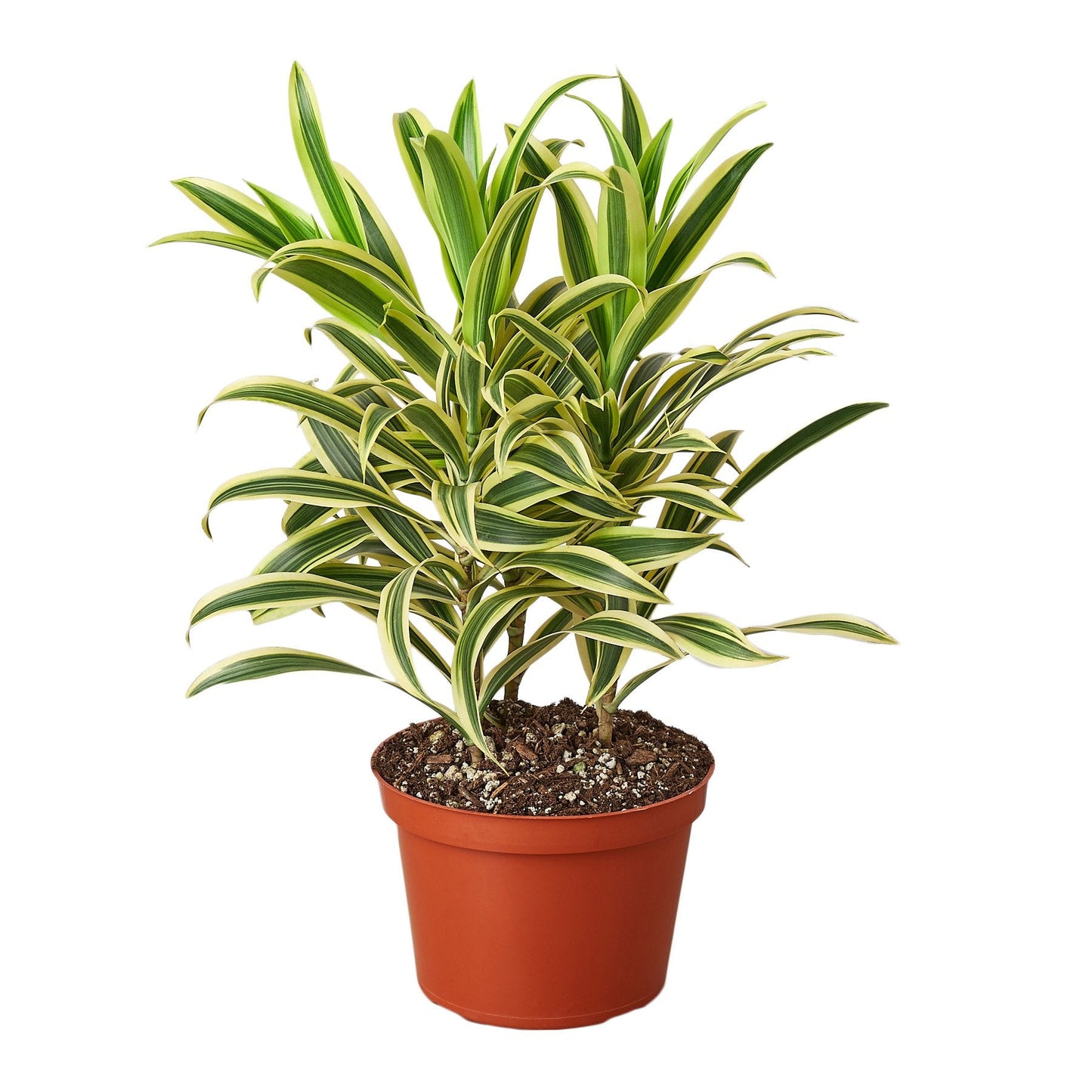 Dracaena 'Canción de la India' 