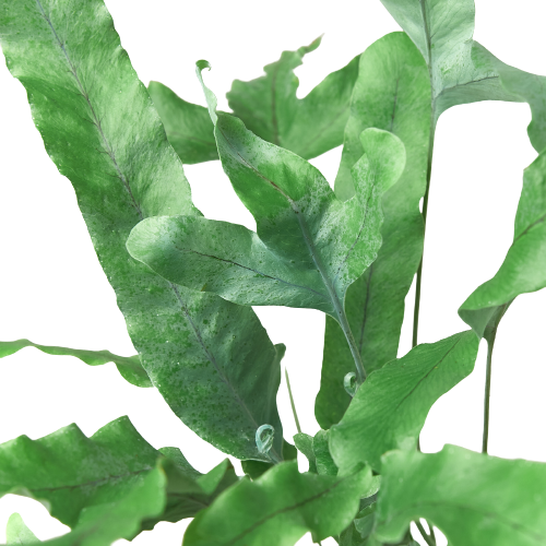 Helecho 'Estrella Azul'