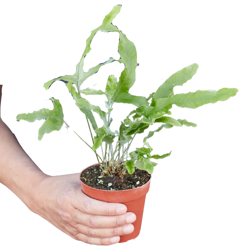 Helecho 'Estrella Azul'