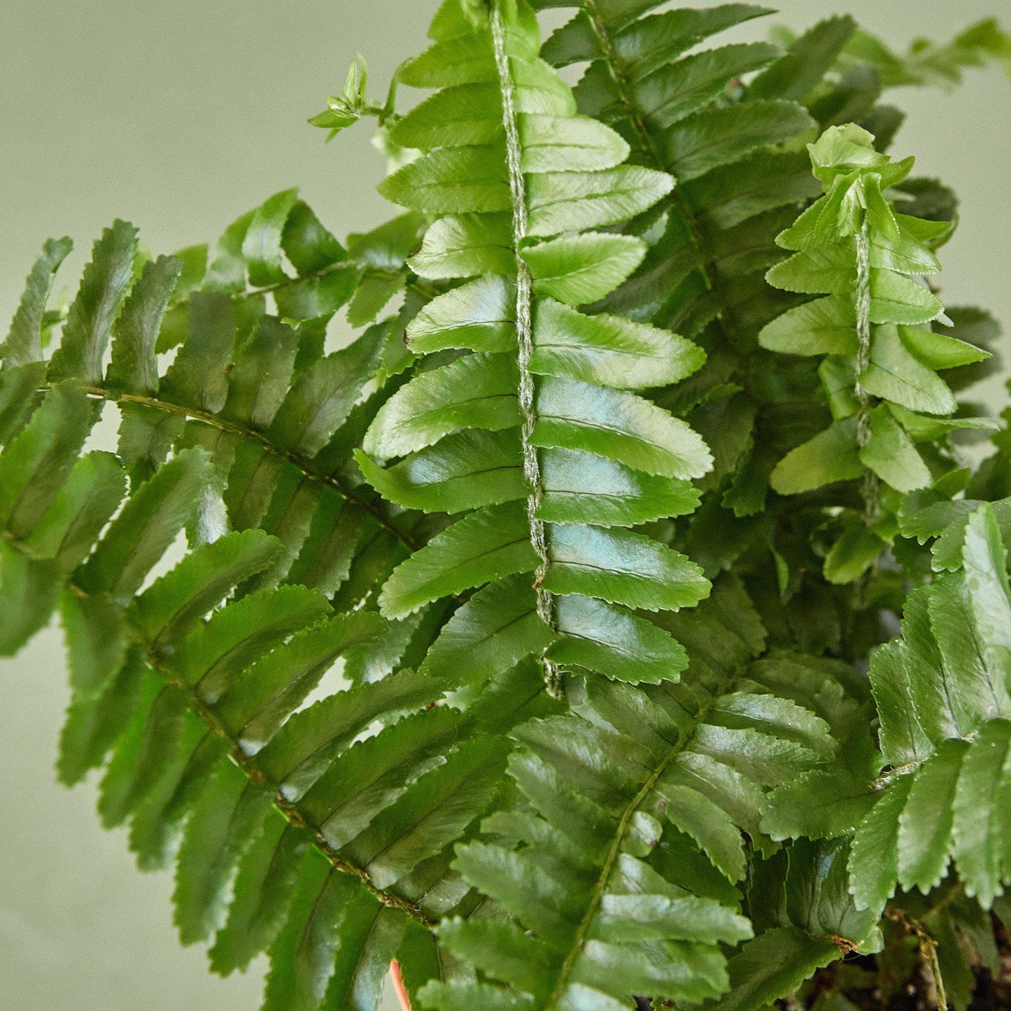 Jester’s Crown Fern – Compact Low-Maintenance Indoor Fern