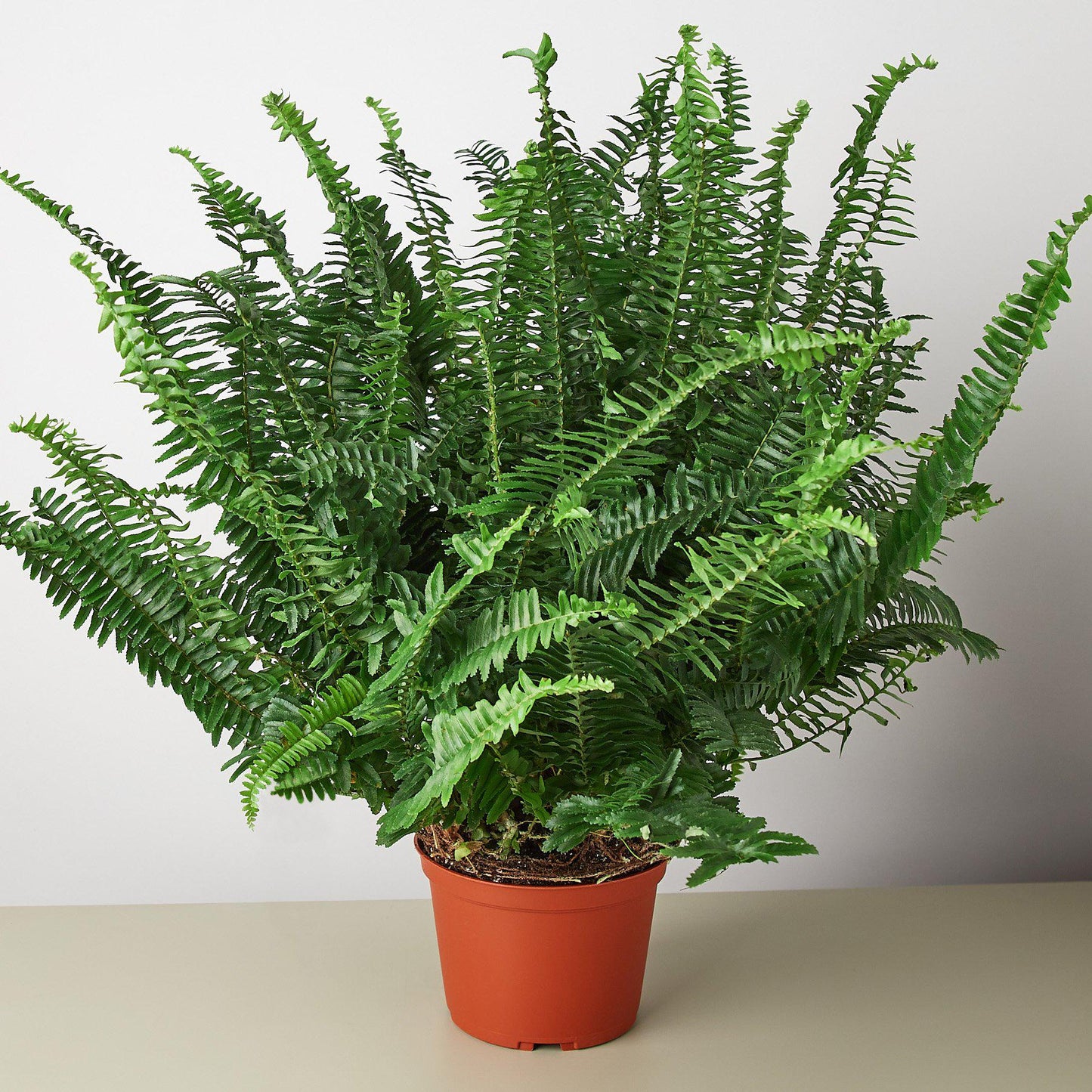 Jester’s Crown Fern – Compact Low-Maintenance Indoor Fern