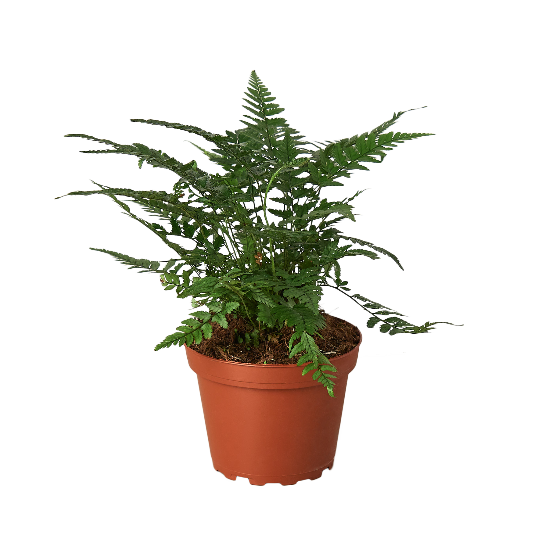 Korean Rock Fern