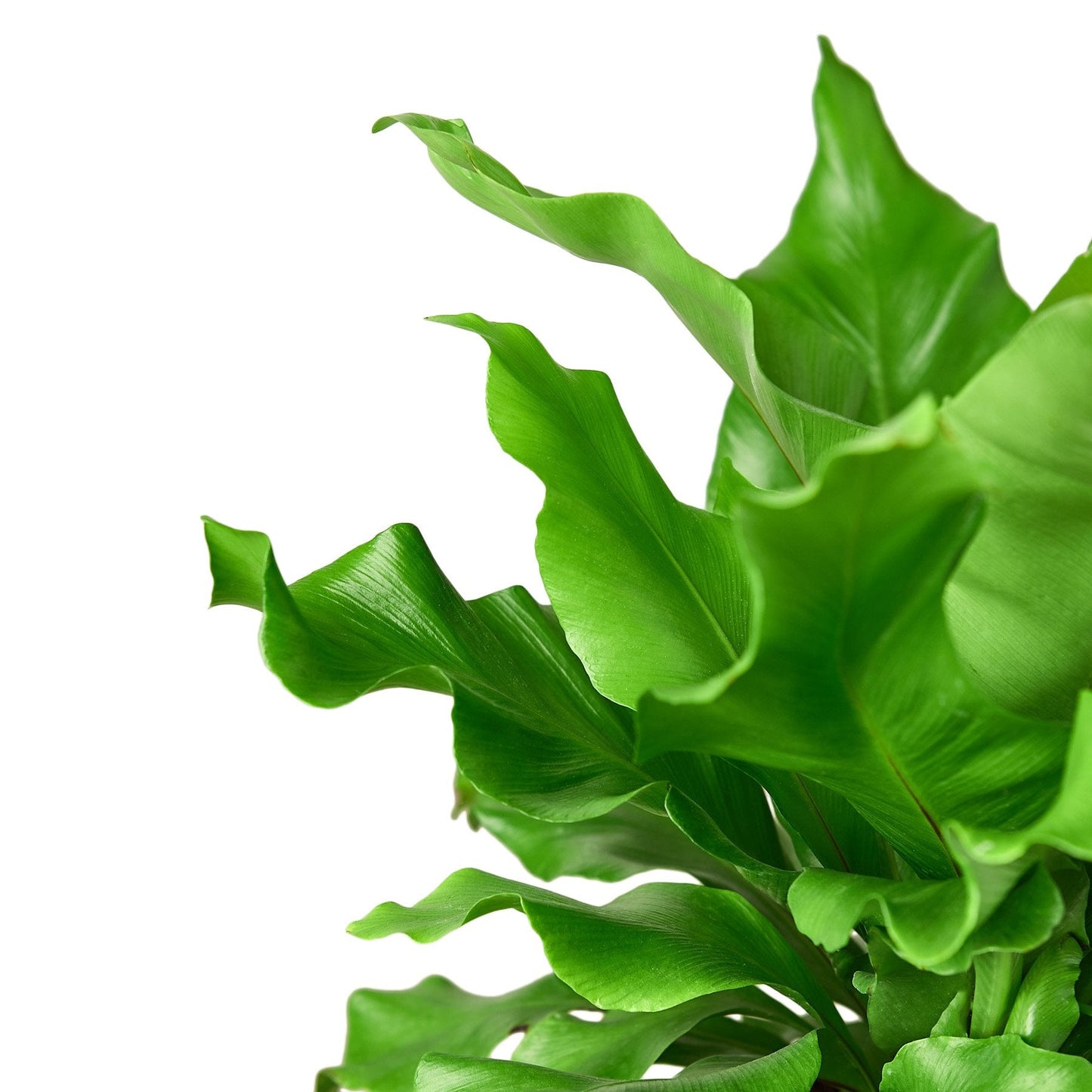 Helecho nido de pájaro 'Nidus' 