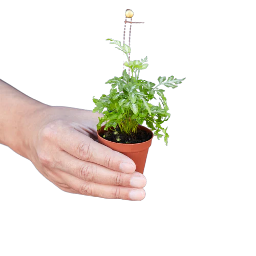 Helecho 'Encaje plateado'