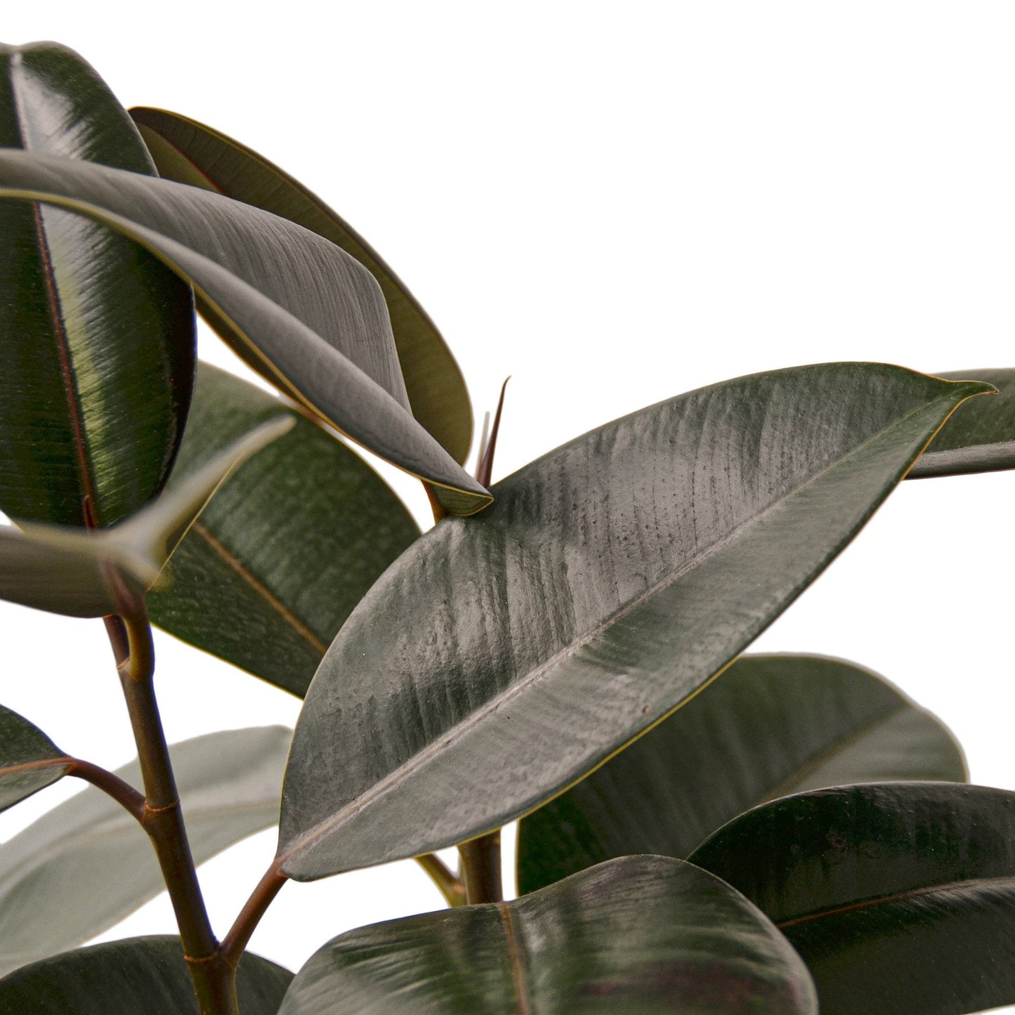 Ficus Elastica ‘Burgundy’ – Rubber Plant Decorative Indoor Plant