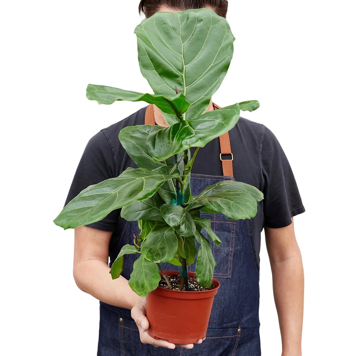 Ficus Lyrata ‘Fiddle Leaf Fig’ – Large Statement Indoor Plant