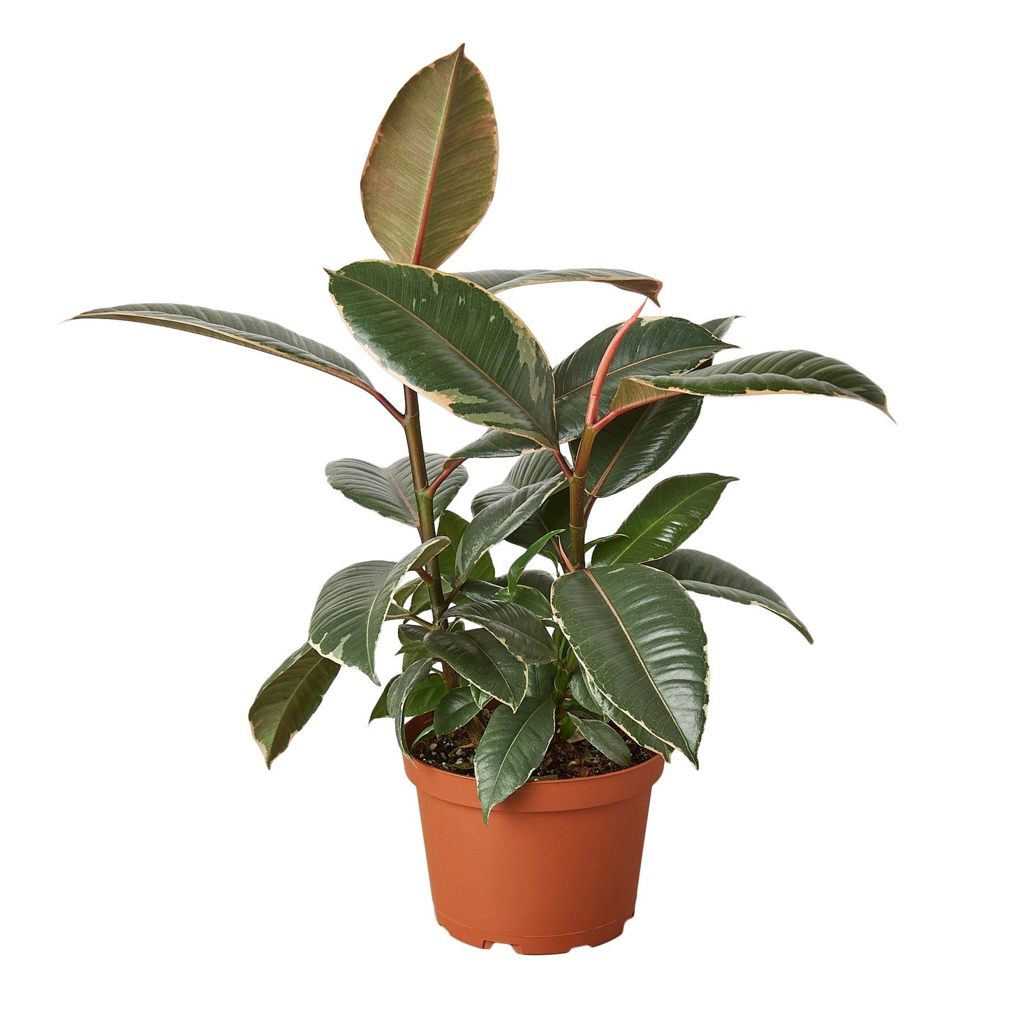 Ficus Elastica ‘Tineke’ – Variegated Rubber Plant for Indoor Décor