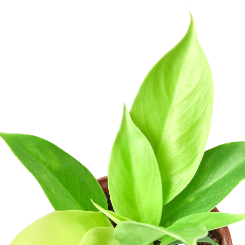 Filodendro 'claro de luna'