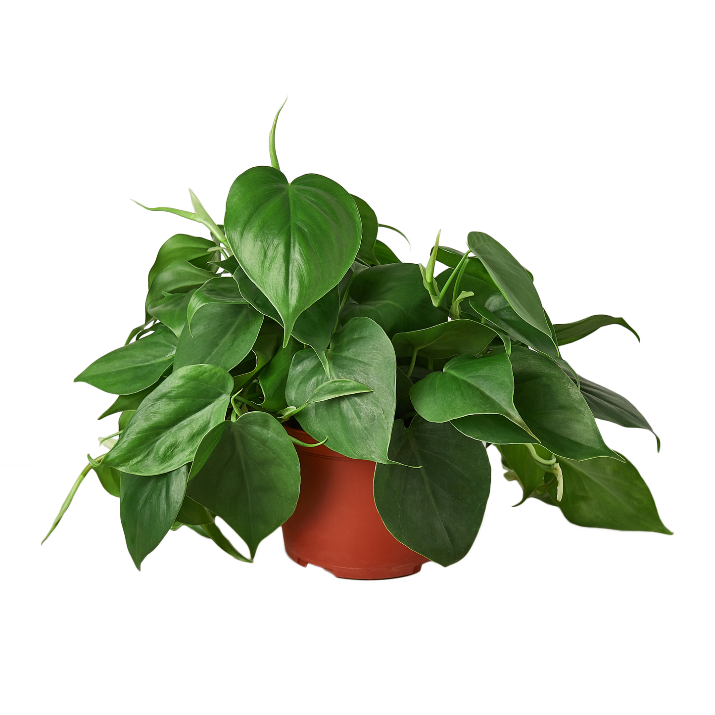 Filodendro Cordatum Hoja De Corazón 