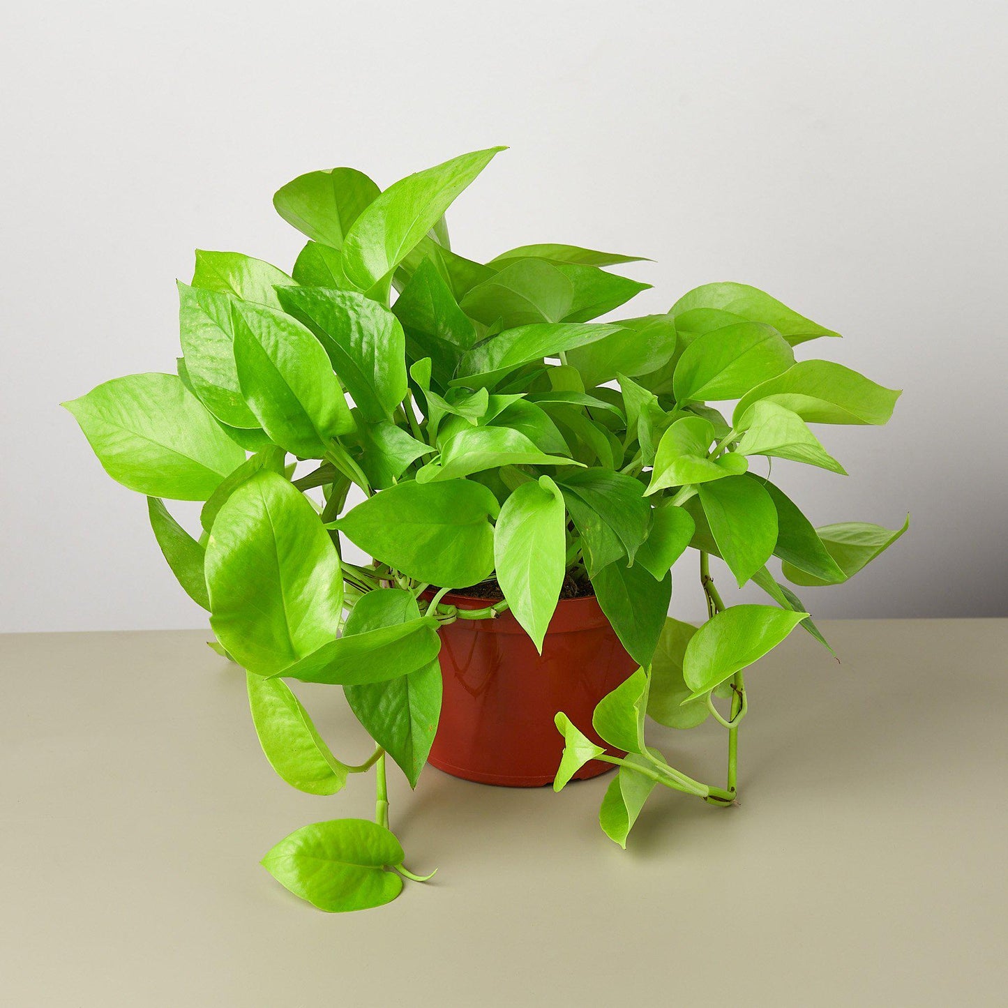 Pothos ‘Neon’ – Bright Easy-Care Trailing Indoor Plant