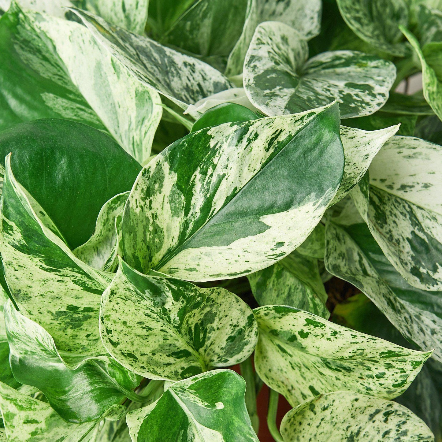 Pothos ‘Marble Queen’ – Variegated Low-Maintenance Trailing Plant