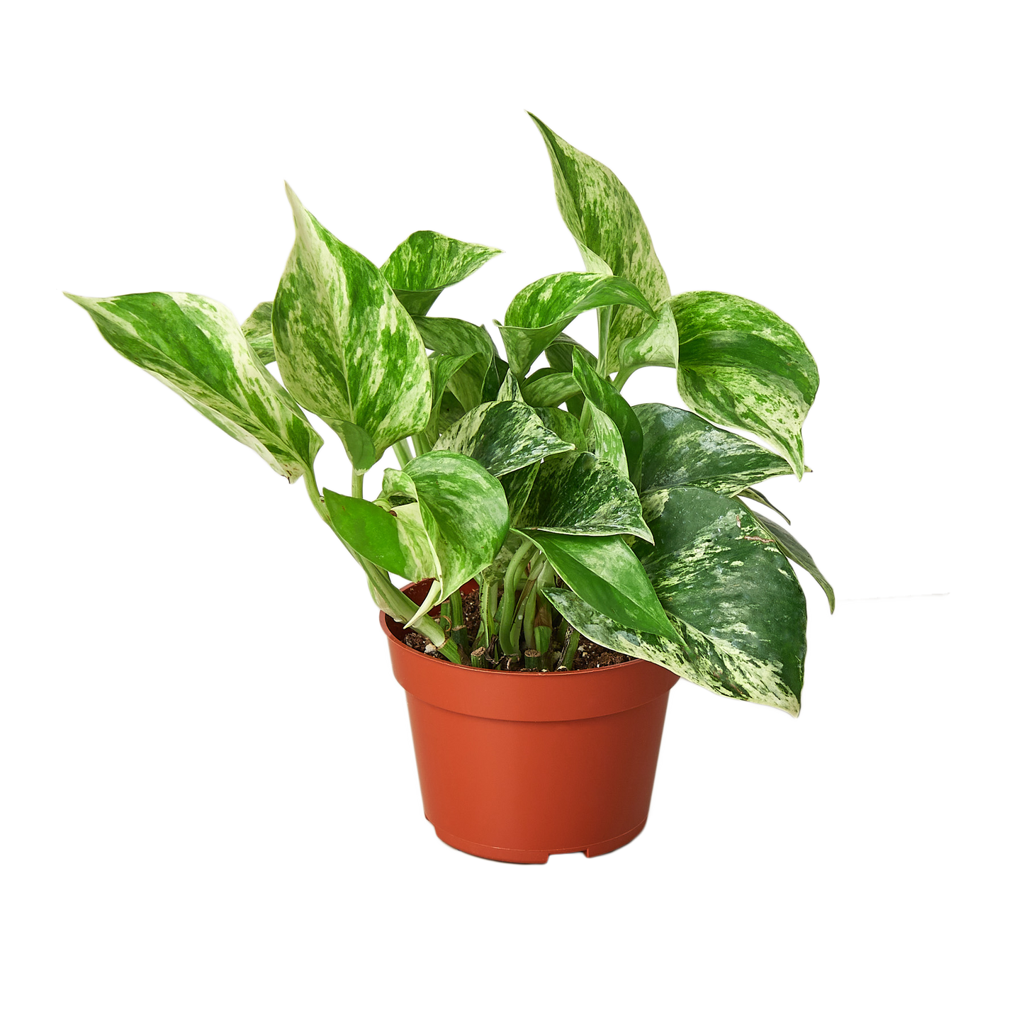 Pothos ‘Marble Queen’ – Variegated Low-Maintenance Trailing Plant