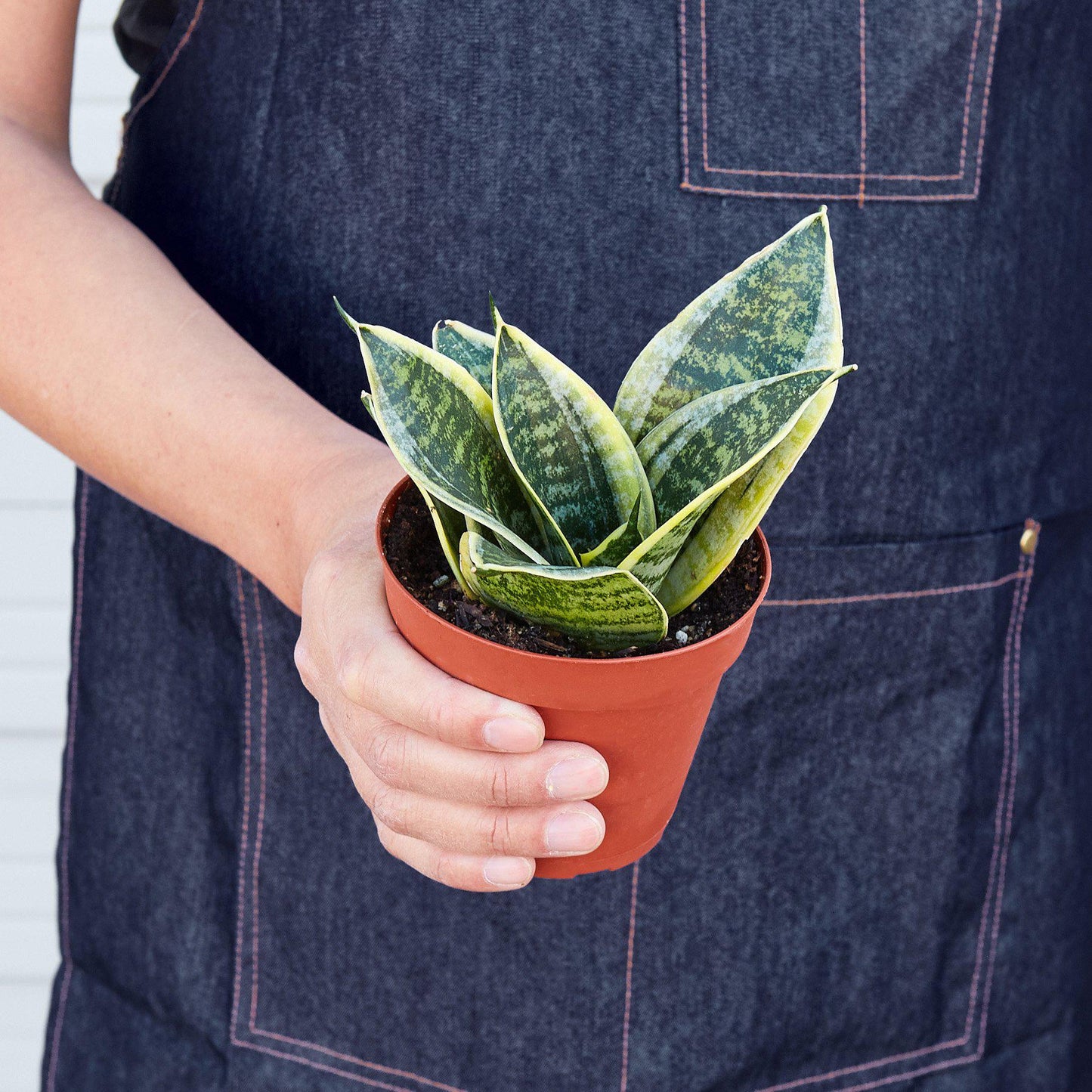 sansevieria laurentii compacta Snake Plant 'Laurentii Dwarf' – Compact Variegated Indoor Plant