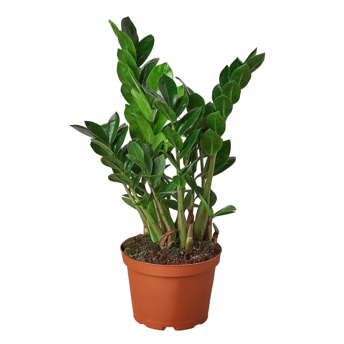 ZZ Plant (Zamioculcas Zamiifolia) – Hardy Low-Light Indoor Houseplant