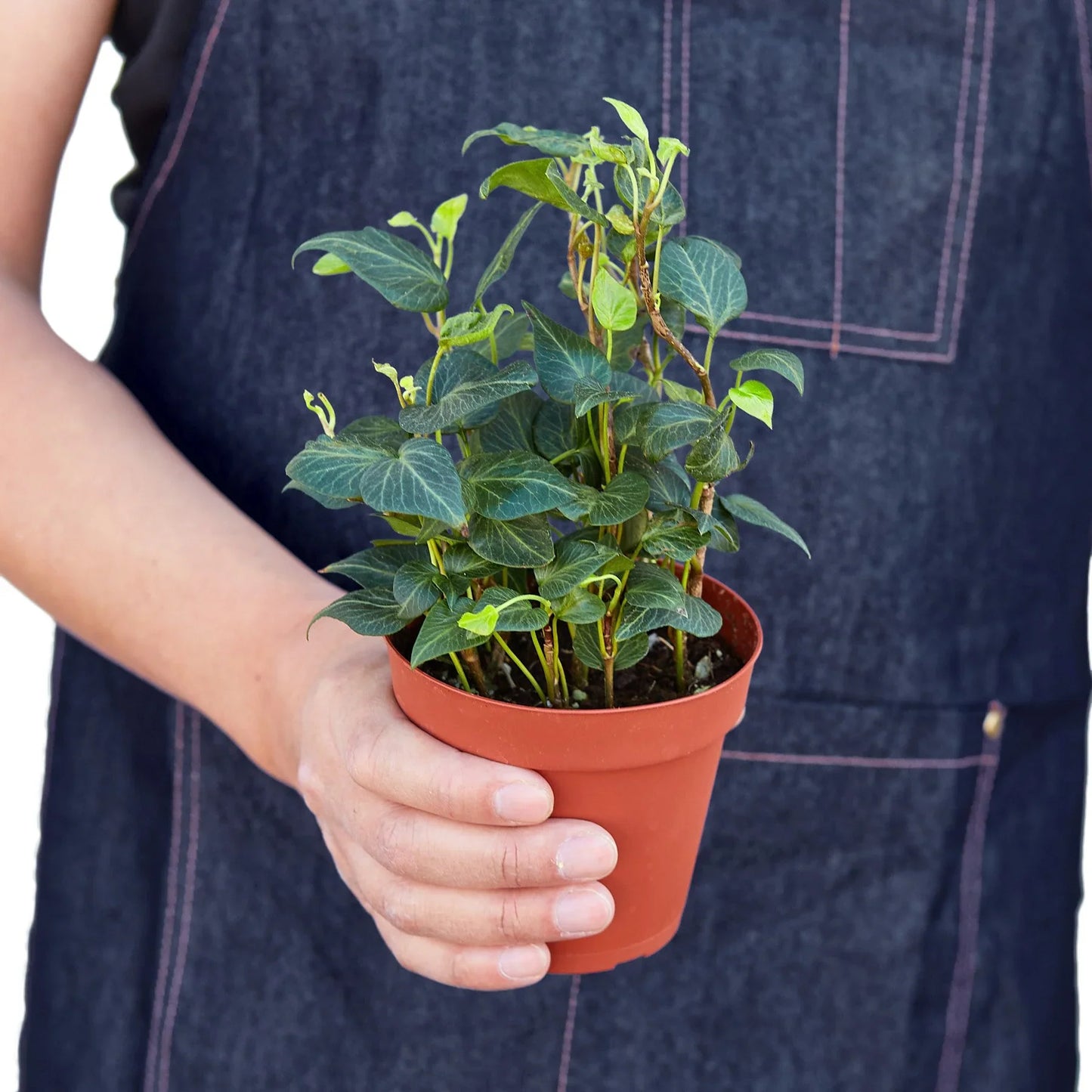 English Ivy ‘Heart’ – Trailing Air-Purifying Indoor Plant
