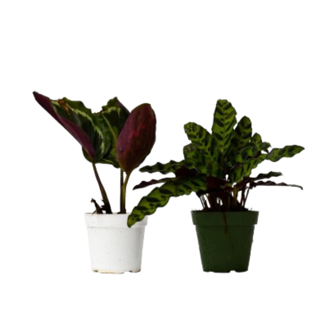 Calathea Variety Pack (2 Plants) – Exotic Patterned Indoor Houseplants