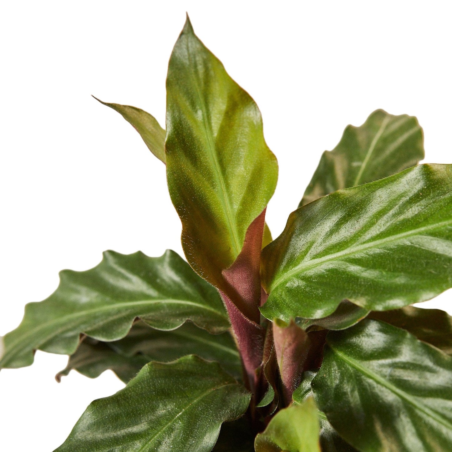 Calathea Rufibarba 'Pluma peluda'