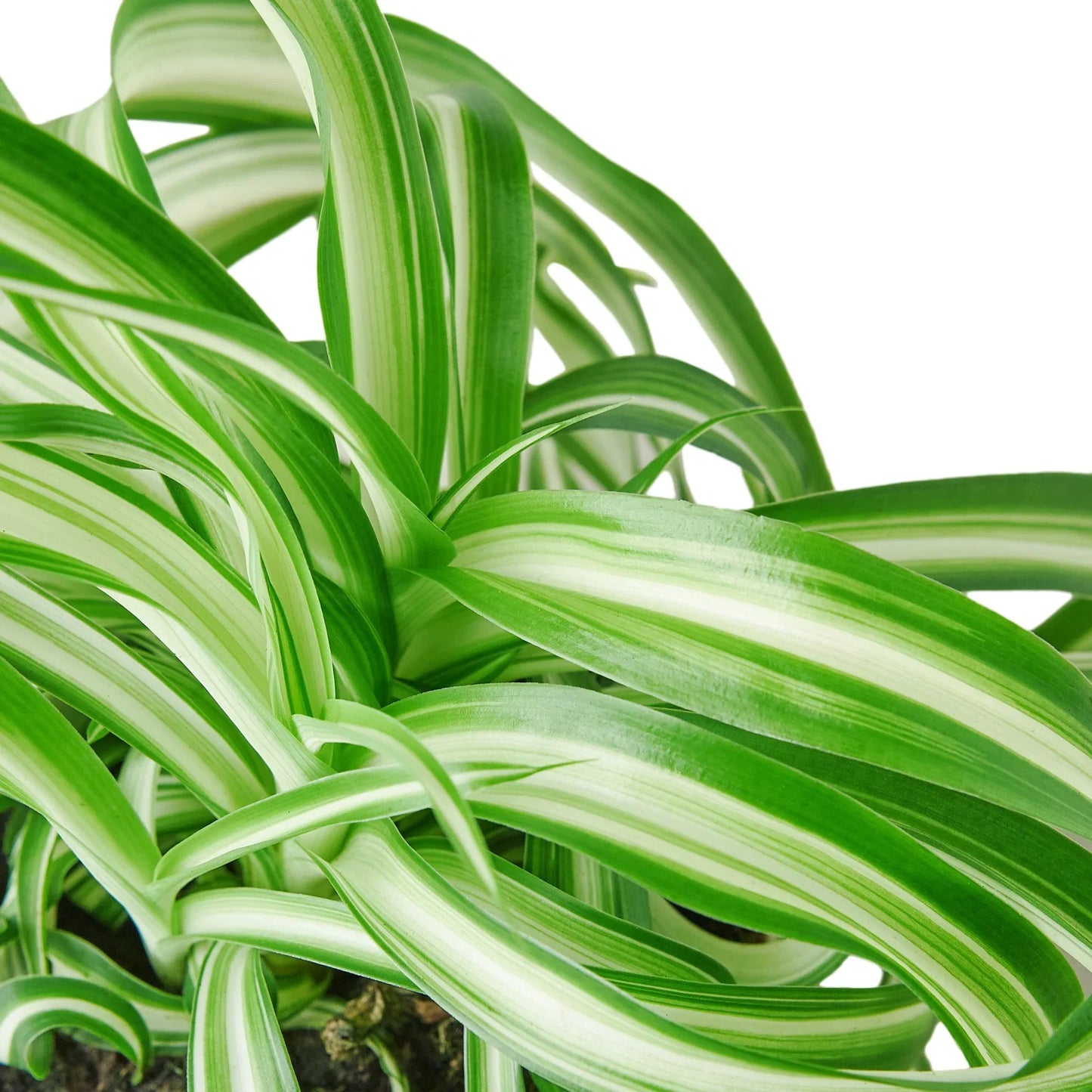 Spider Plant ‘Bonnie’ – Curly Variegated Air-Purifying Houseplant