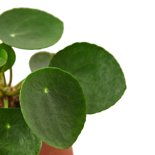 Pilea Peperomioides 'Dinero Chino' - Maceta de 6" 