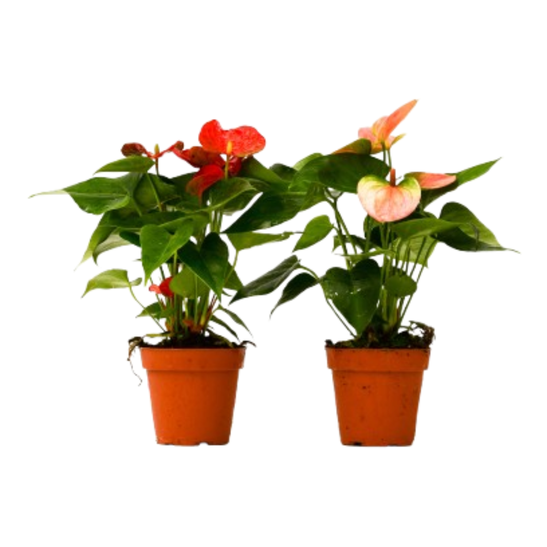 Anthurium Variety Pack (2 Plants) – Flowering Tropical Indoor Plants