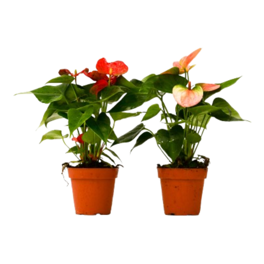 Anthurium Variety Pack (2 Plants) – Flowering Tropical Indoor Plants