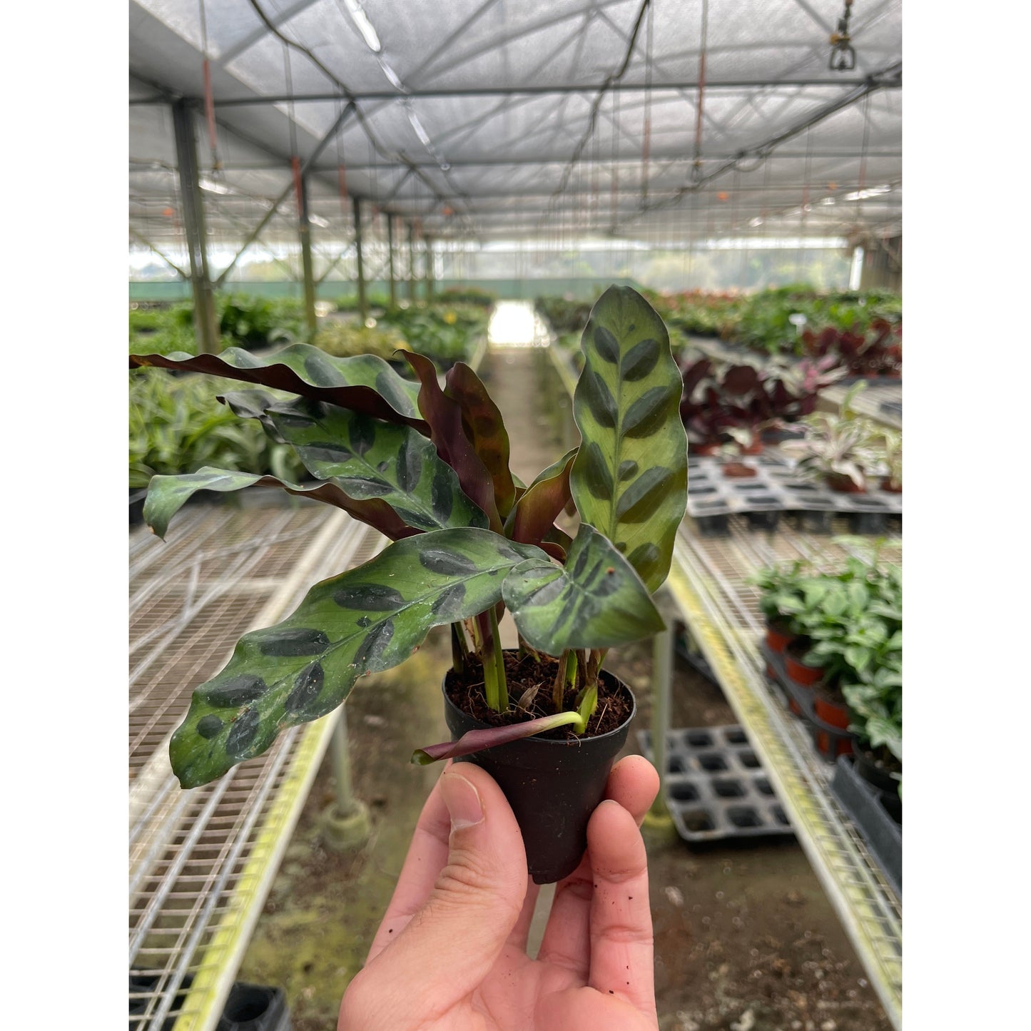 Calathea Lancifolia 'Serpiente de cascabel' 