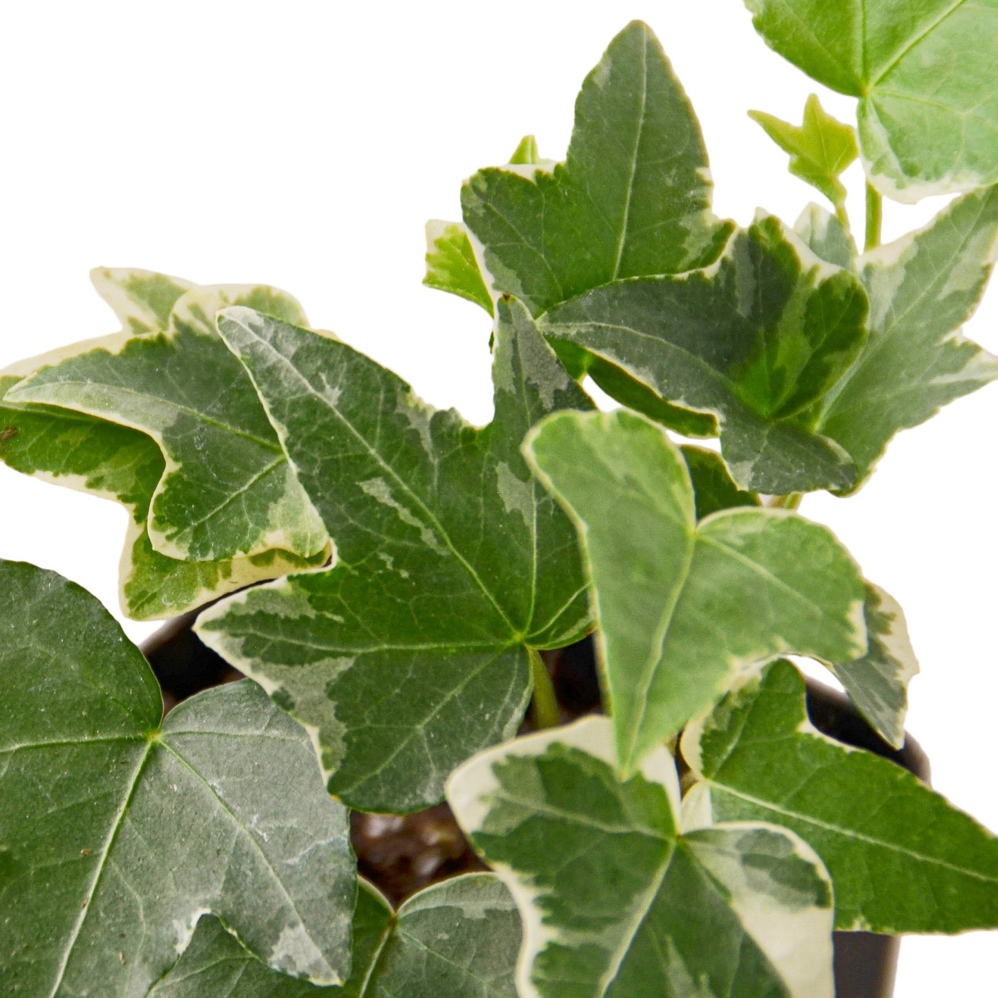 English Ivy ‘Glacier’ – Variegated Trailing Indoor Houseplant