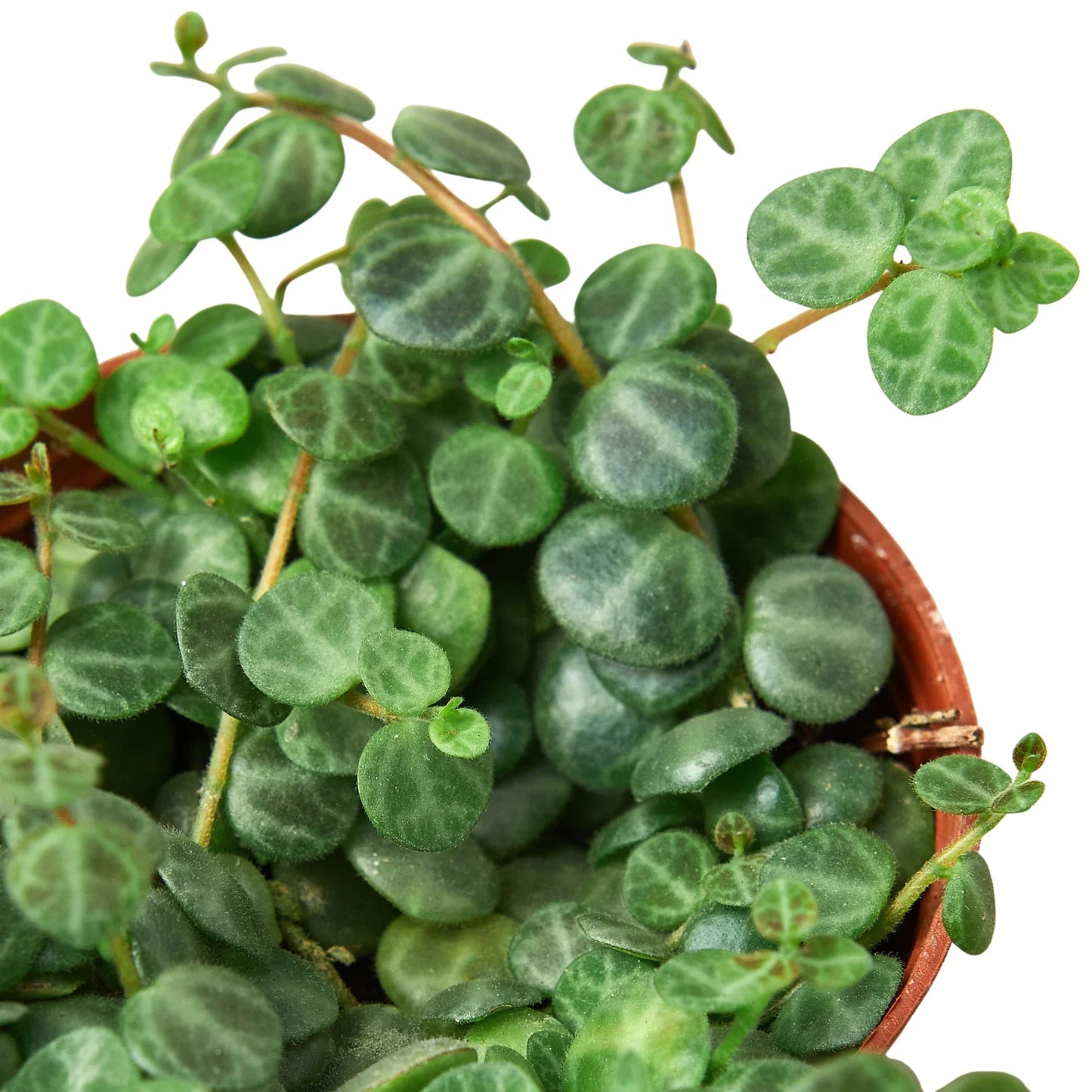 Peperomia Prostrata 'Cadena de tortugas'