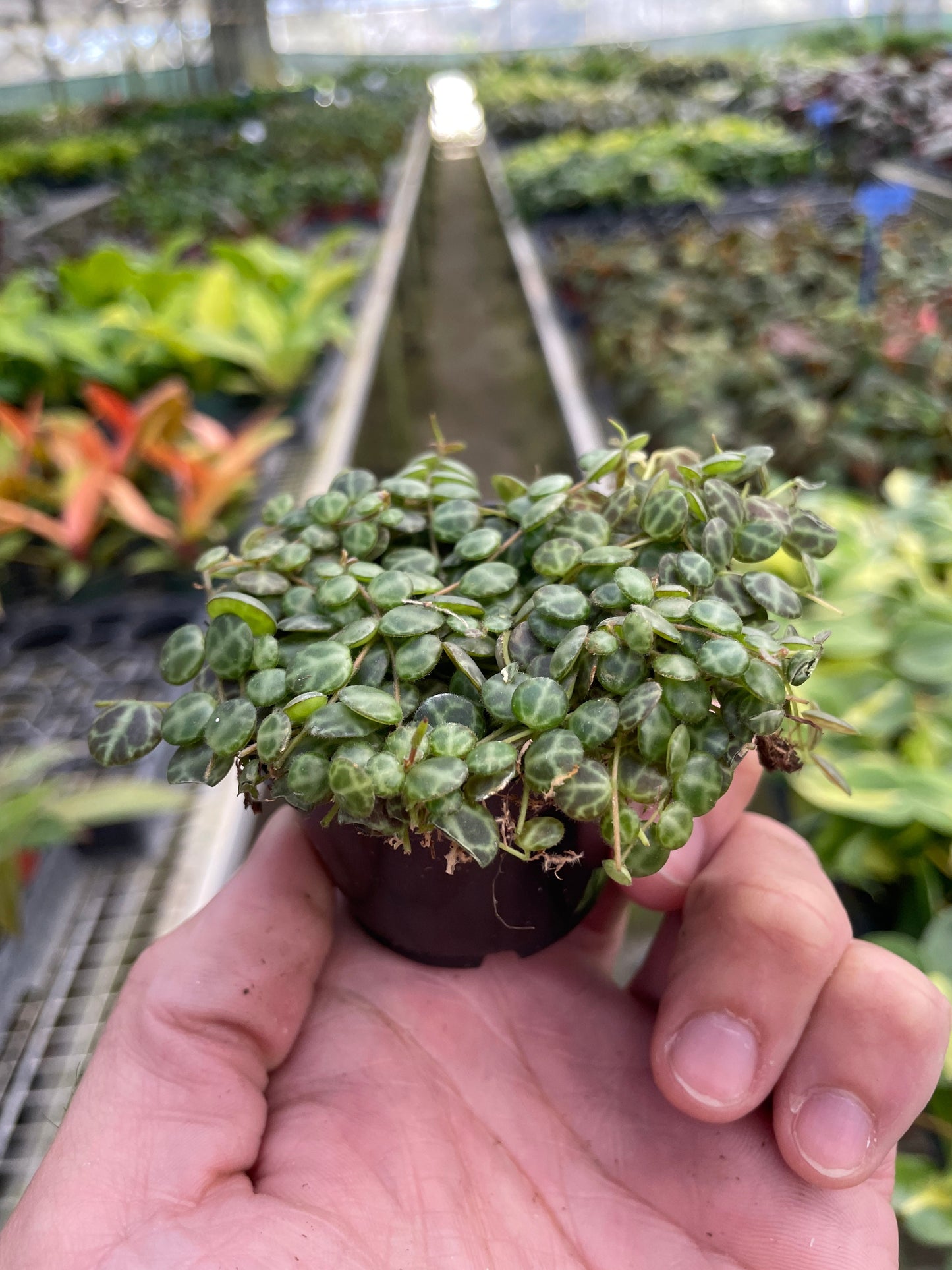Peperomia Prostrata 'Cadena de tortugas'