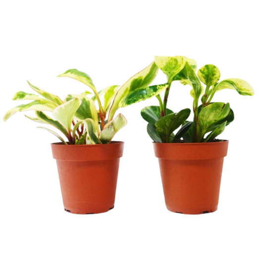 Paquete variado de 2 plantas de Peperomia en macetas de 4" - Plantas de caucho para bebés