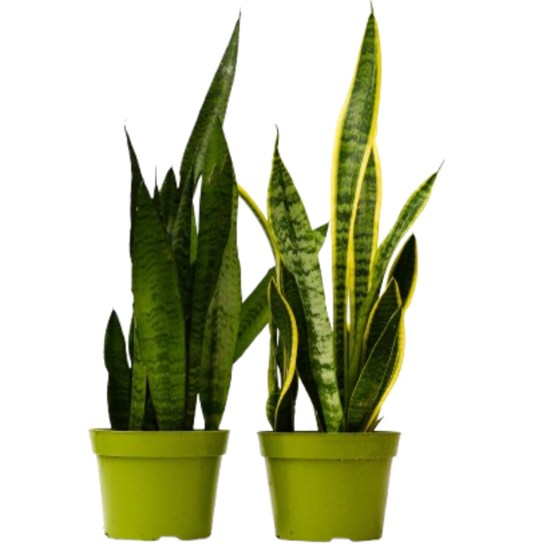 Snake Plant Variety Pack (2 Plants) – Easy-Care Air-Purifying Indoor Plants