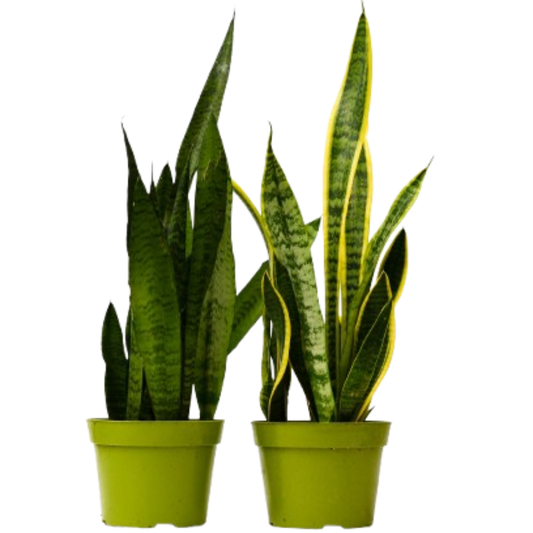 Snake Plant Variety Pack (2 Plants) – Easy-Care Air-Purifying Indoor Plants