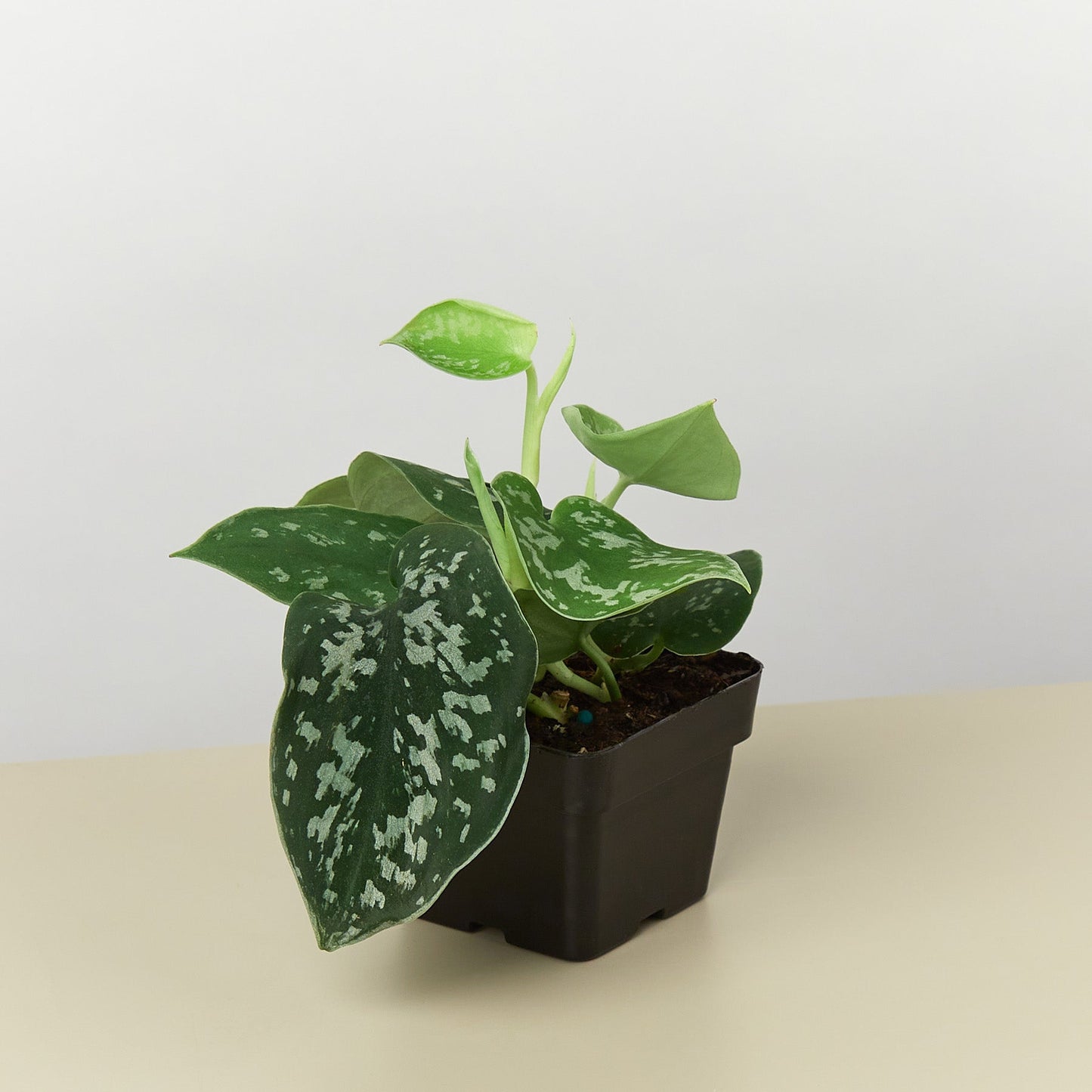 Pothos ‘Satin’ – Rare Variegated Trailing Indoor Plant