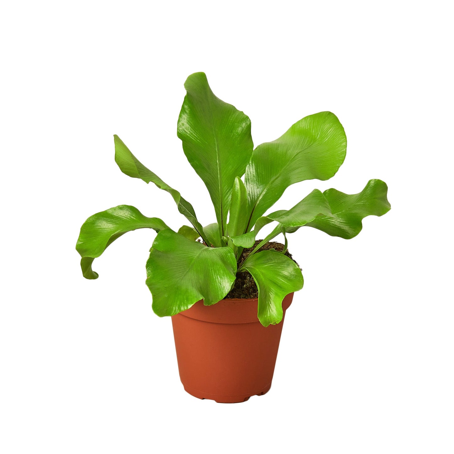 bird's nest fern air purifying Bird's Nest 'Nidus' Fern 4" Pot