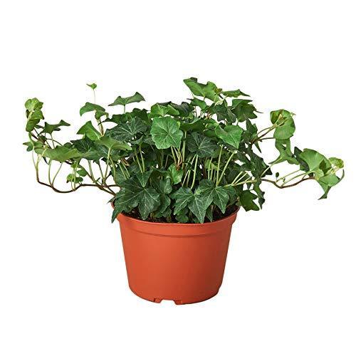 English Ivy ‘Green California’ – Trailing Air-Purifying Indoor Plant