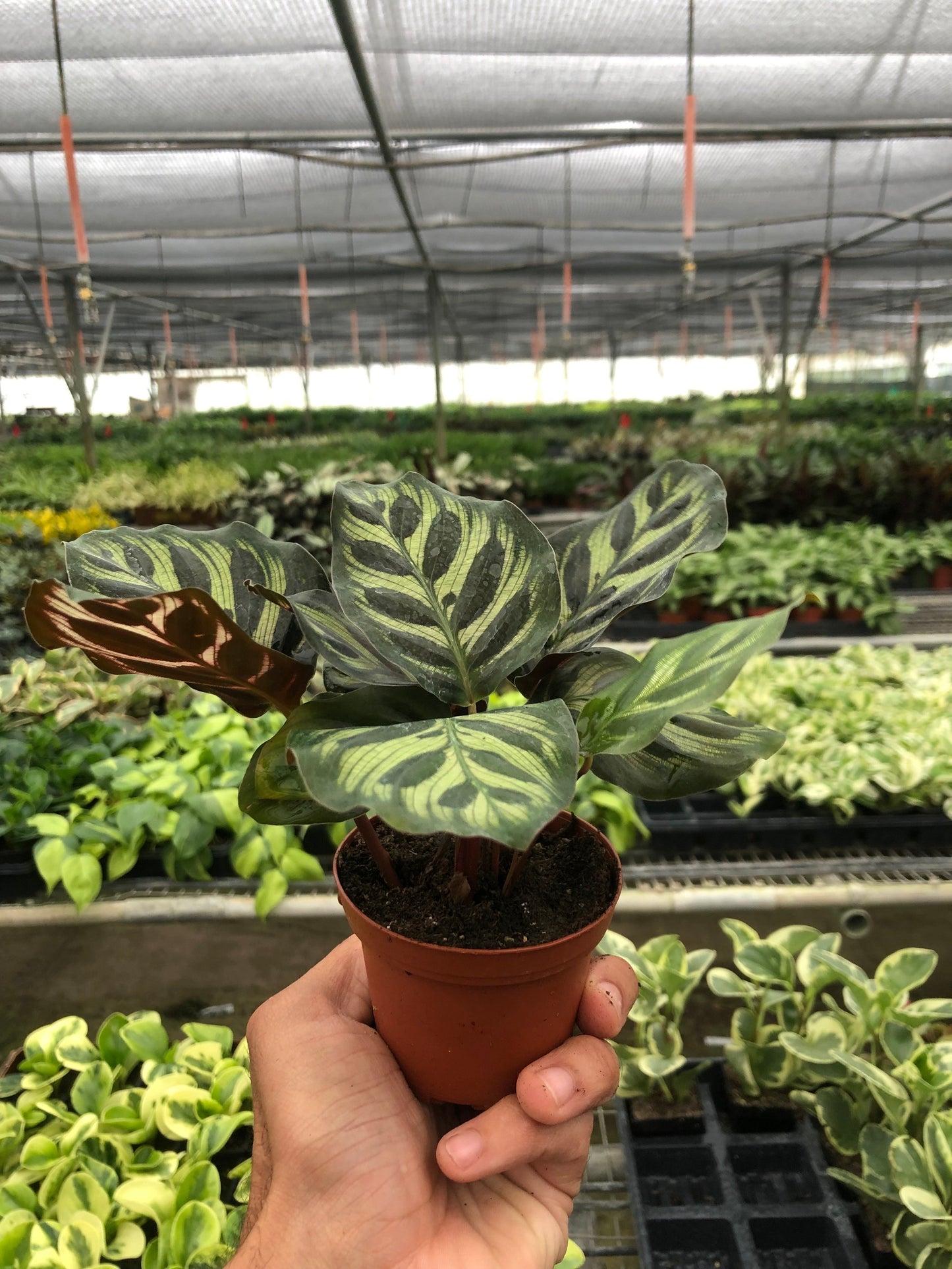 Calathea ‘Makoyana’ (Peacock Plant) – Decorative Patterned Indoor Plant