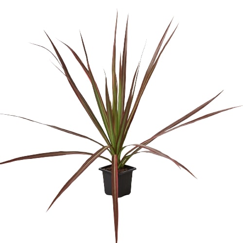 Dracena 'Colorama' 