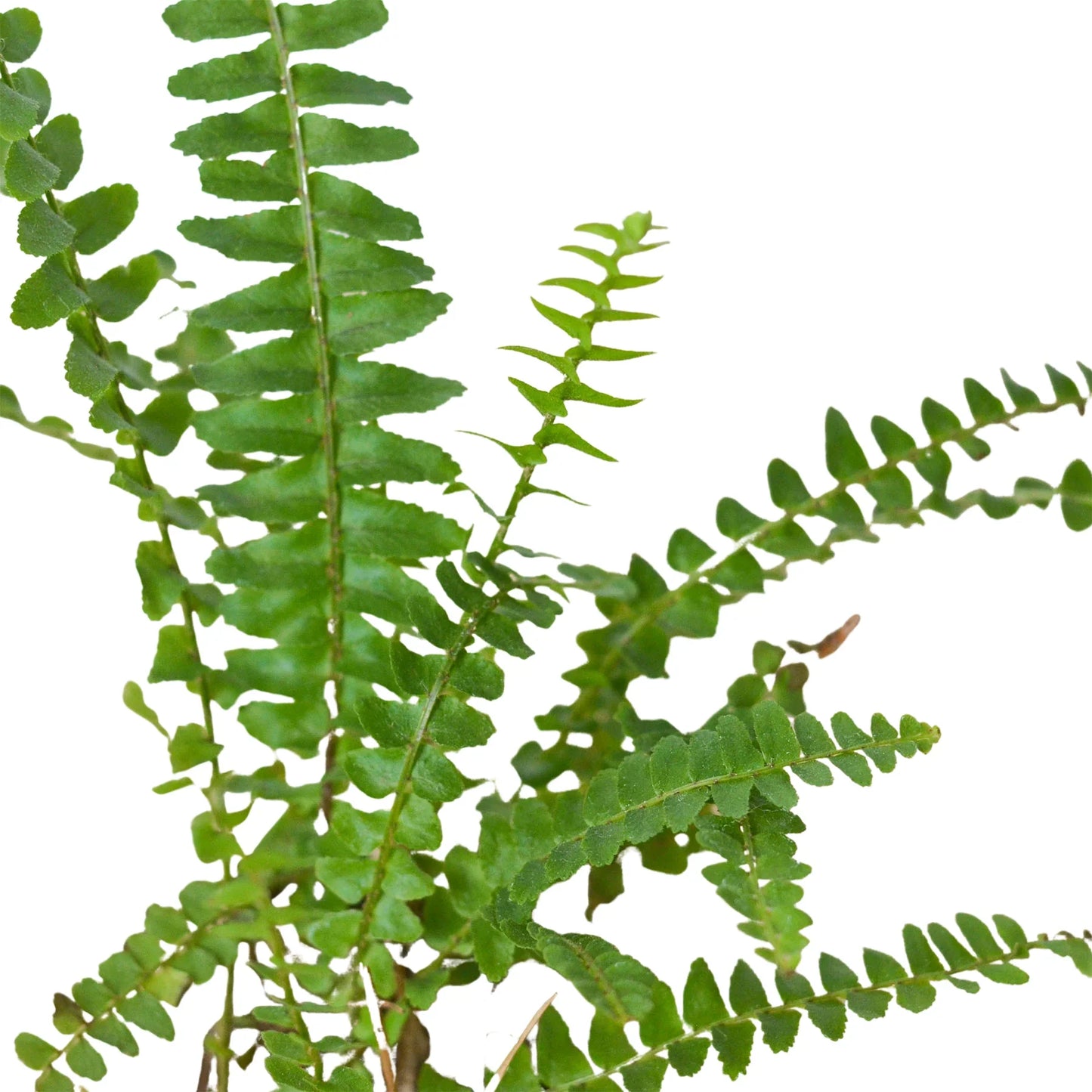 Jester’s Crown Fern – Compact Low-Maintenance Indoor Fern