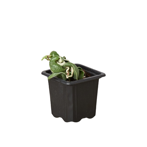 Hoya 'Planta de cuerda' abigarrada