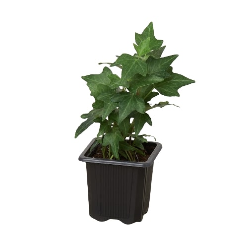 English Ivy ‘Green California’ – Trailing Air-Purifying Indoor Plant