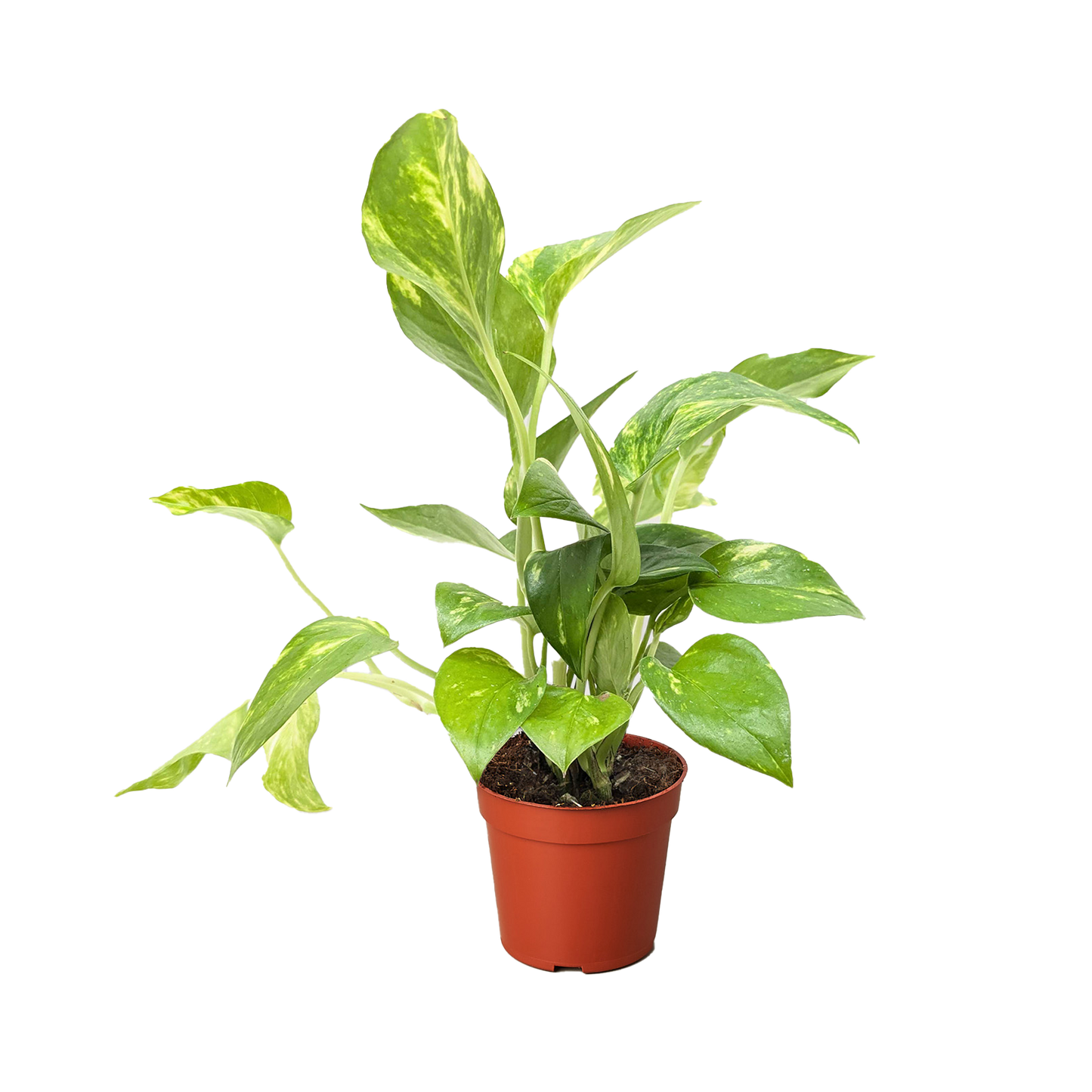 Pothos ‘Golden’ – Classic Low-Maintenance Trailing Indoor Plant