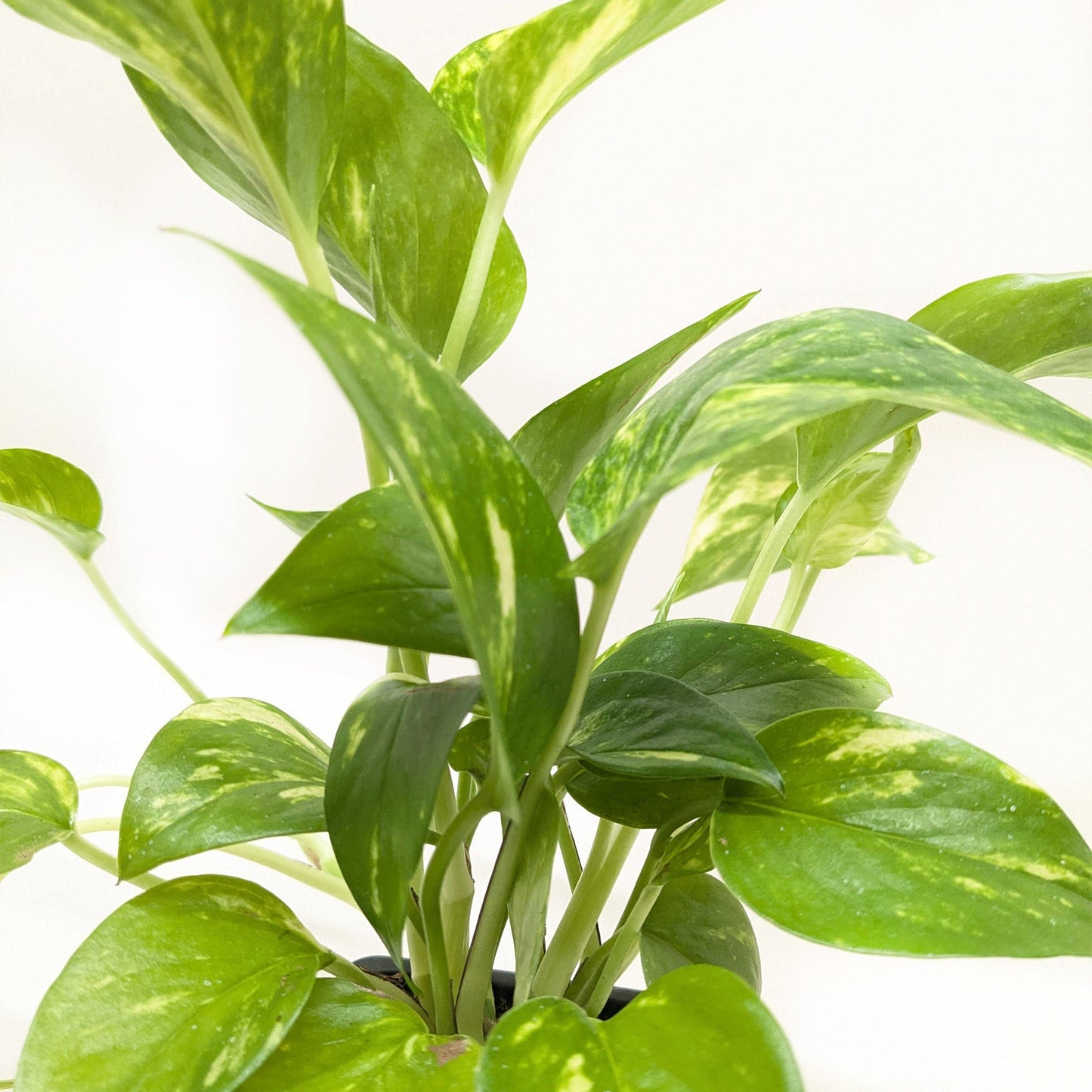 Pothos ‘Golden’ – Classic Low-Maintenance Trailing Indoor Plant