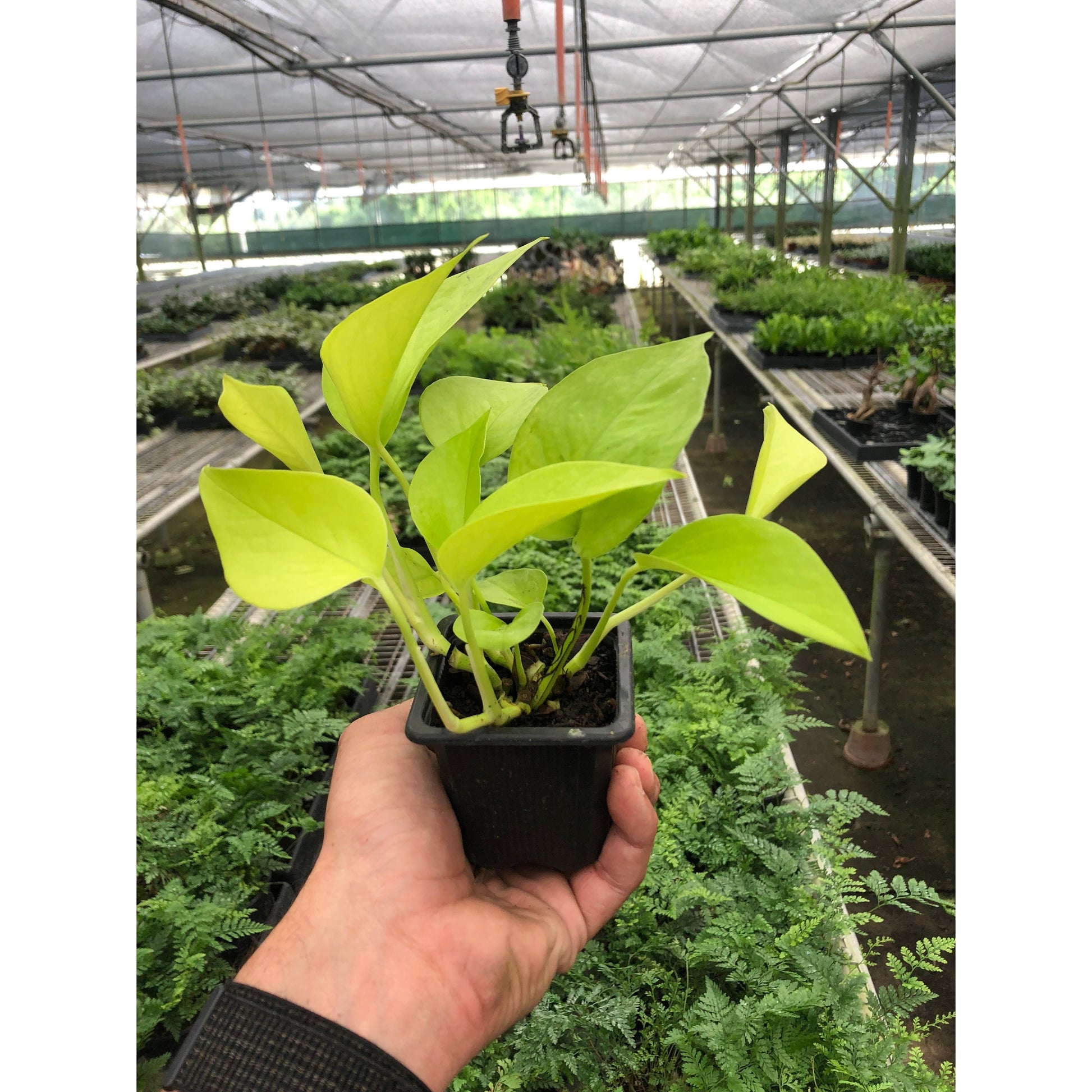 trailing neon pothos The Snobby Leaf | Pothos 'Neon' - 6 inch Pot