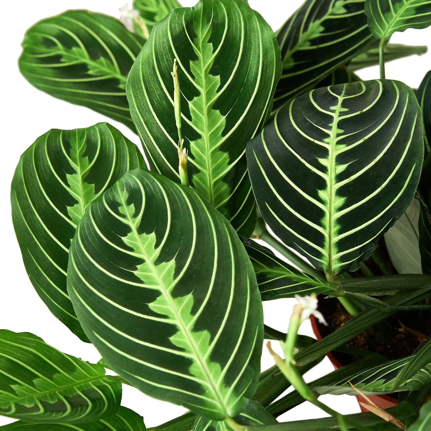 Maranta 'Lima Limón' 