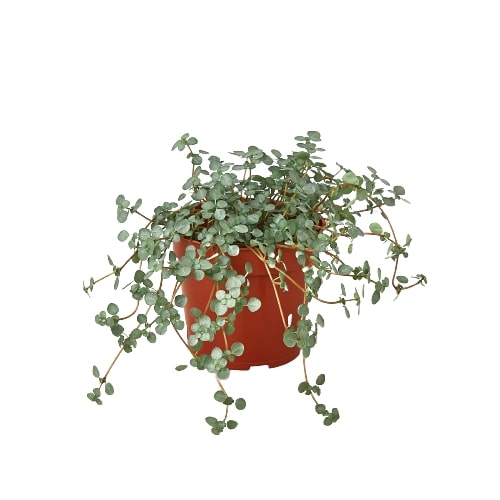 Ortiga 'Silver Sparkle'